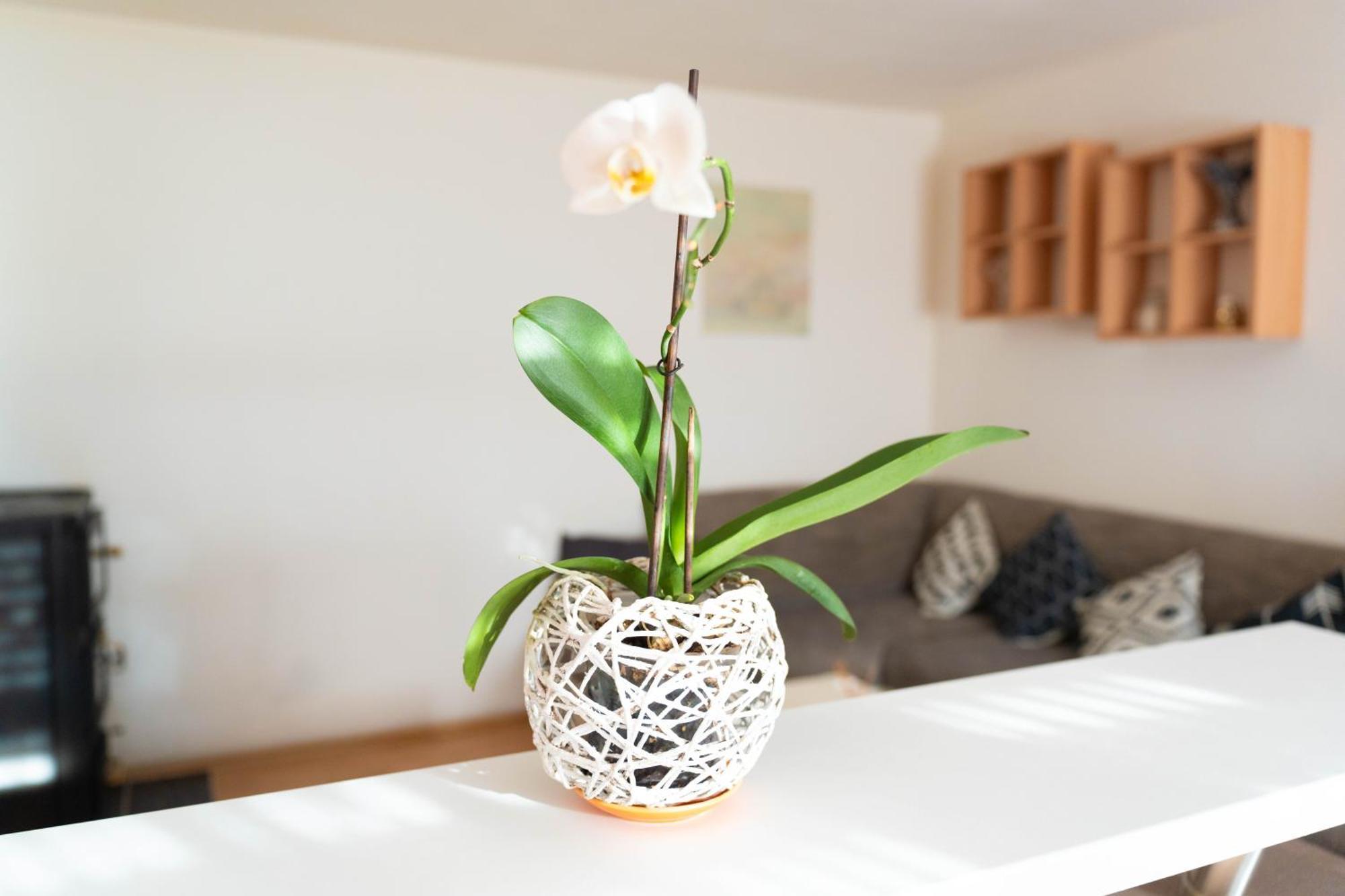 Apartman Lili كنين المظهر الخارجي الصورة